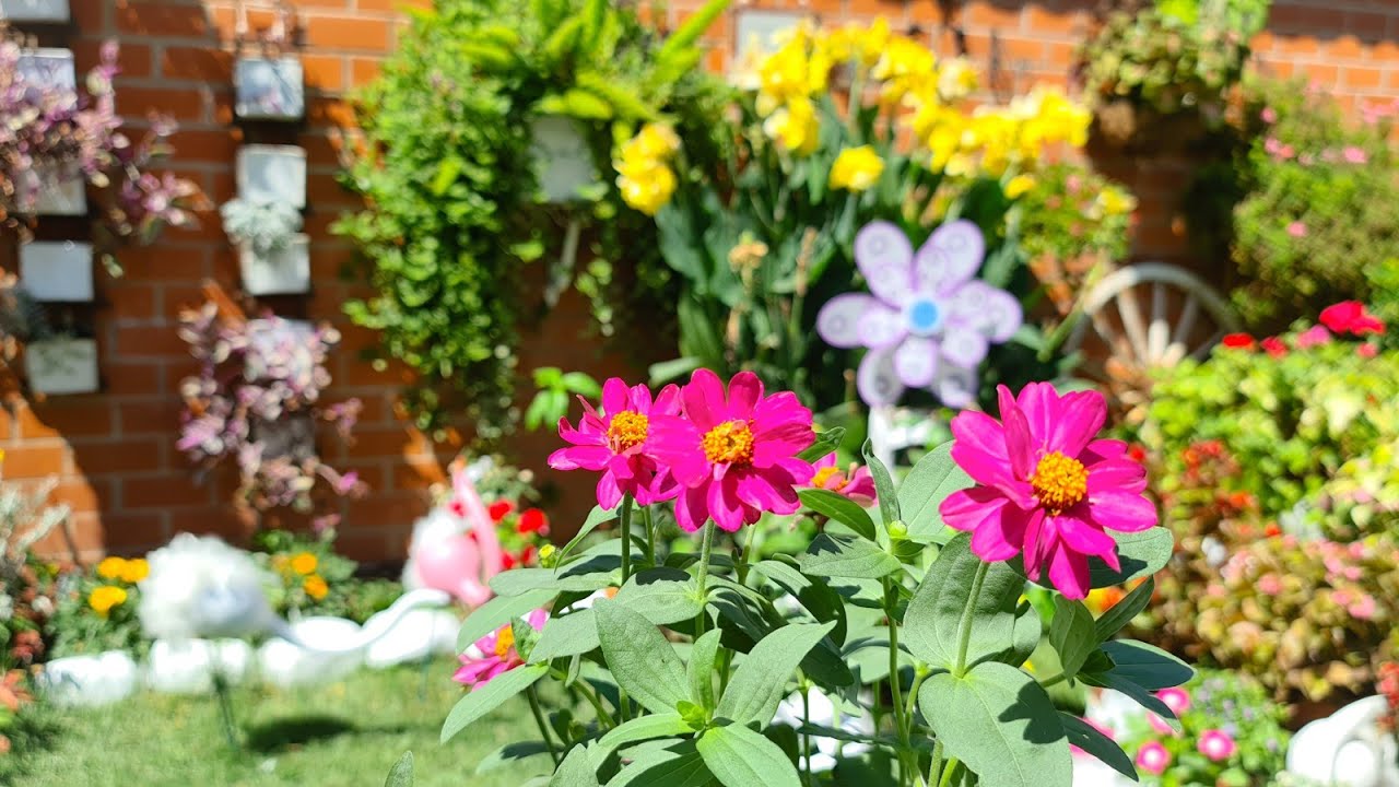 PLANTA ZINNIA 🌹 sus cuidados para una abundante floración 🌹 FLORES FERRERA 🌹