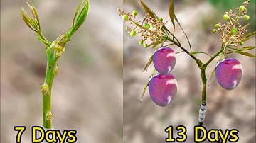 Mango Grafting | Amazing Mango Grafting Technique ( With 100% Successful Result)