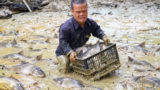Dwarf Family Daily Life: Catching Big Fish in a Muddy Pond | Fishing, Cooking & Survival