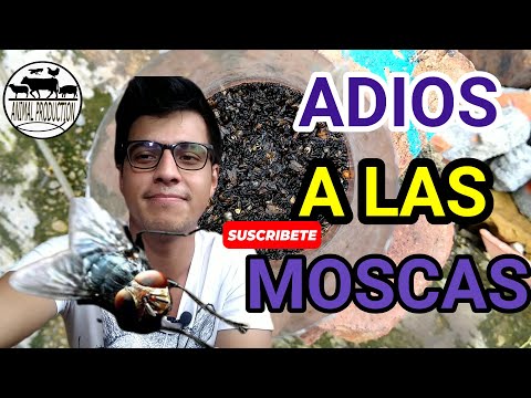 Video: Control de moscas: formas de matar insectos