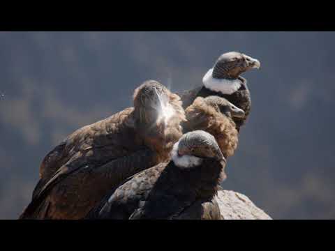 5 Facts About The Andean Condor Video Giardino Tours