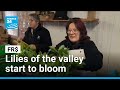 Lilies of the valley: Flowers given on International Workers' Day in France start to bloom