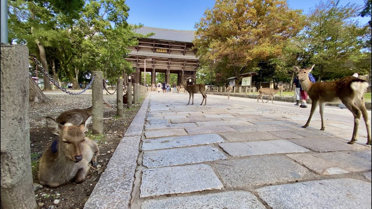 【4K】Walk on Nara-Park(奈良公園) in Nara(奈良散歩)【2020】 - YouTube