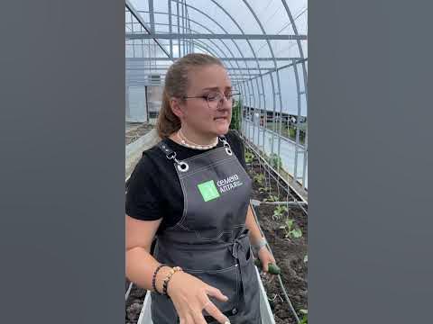Важная профилактика паутинного клеща! - YouTube