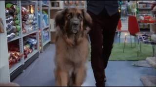 Meet SuperDog JoJo from Grumpy Cat's Worst Christmas Ever!