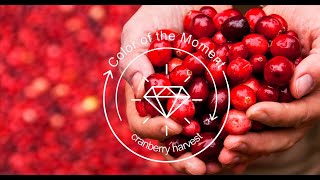 Color of the Moment: Cranberry Harvest