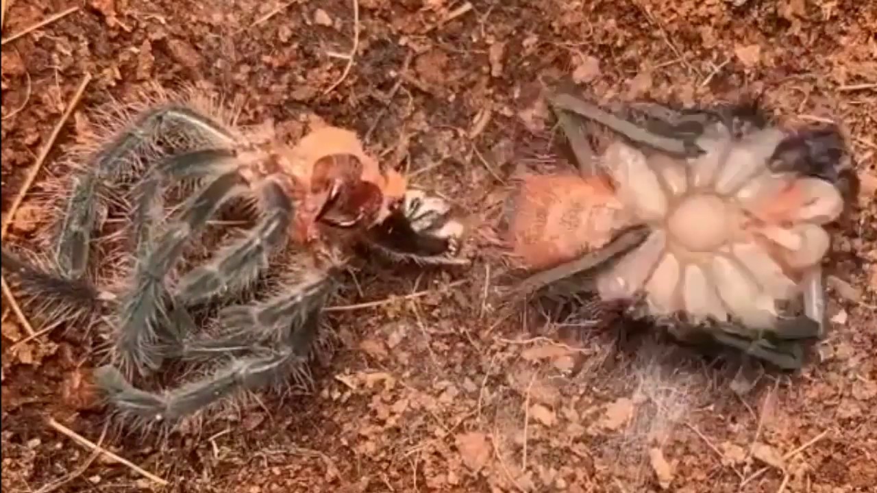 Aranha Trocando de Pele #1