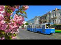 Сакура и трамвай Tatra KT4SU №216 (маршрут №4) на улице Соборной. Винница. Весна. 3.05.2019. FHD.