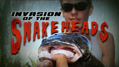 Invasion of the Snakeheads