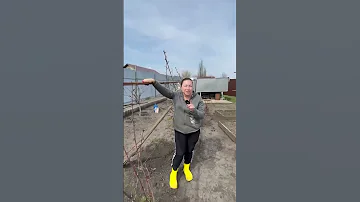 Уход за ежевикой