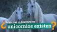 La Historia de los Unicornios: Mito, Leyenda y Realidad ile ilgili video