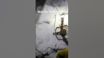 Wolf Set In 60 Seconds #alaska #trapping #shorts