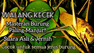 Manjur!! Masteran walang kecek suara asli dari alam durasi 1jam non stop