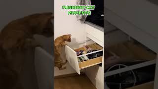 FUNNIEST CAT MOMENTS!🐈😂😂#cat #funny #funnyanimals #adorable #trynottolaugh #catmoments