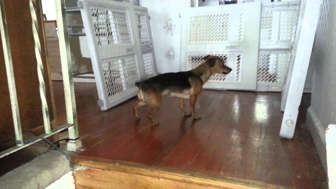 Kally the tap dancing dog YouTube