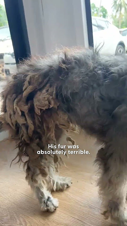 Shaggy Dog Can't Stop Screaming When He Gets Rescued | The Dodo