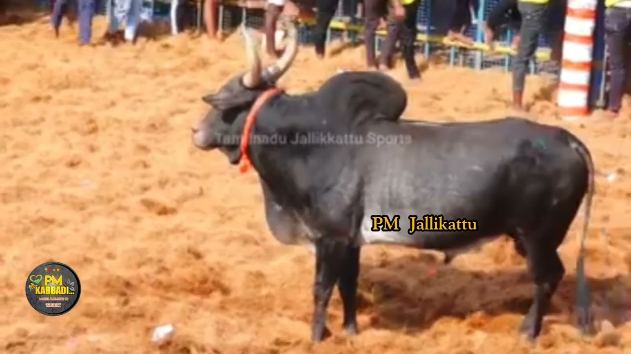 ஆளுந்தூர் ஜல்லிக்கட்டு 2026🔥