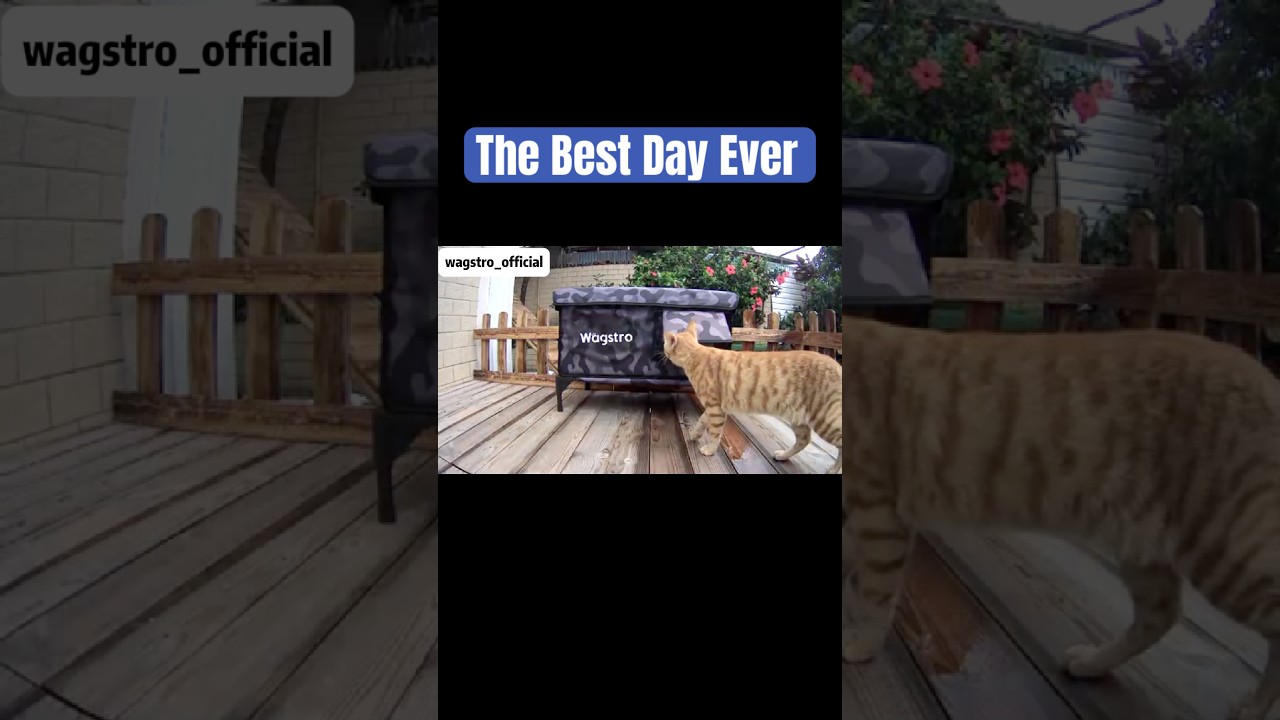 This is truly the best day ever... full of joy and purrs. ☀️🐾💖 