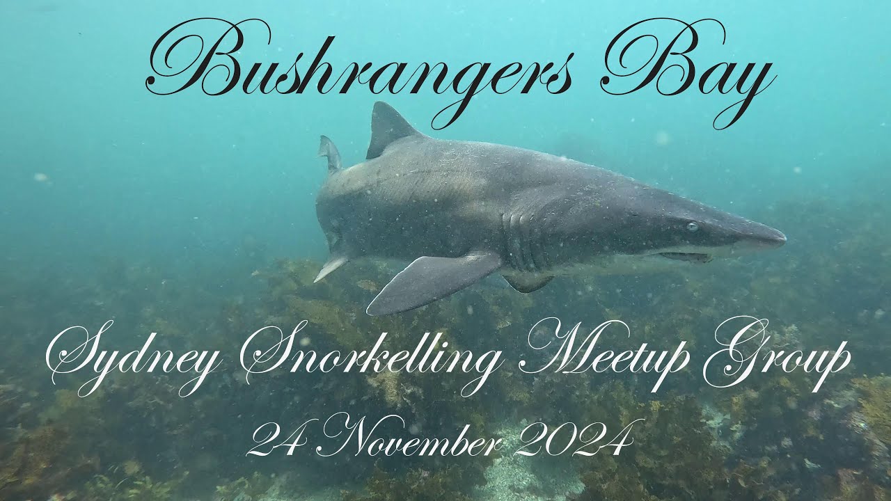 Bushrangers Bay with Sydney Snorkelling Meetup Group - 24 November 2024 ...