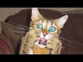 🤣 Funniest 😻 Cats and🐶 Dogs  - Awesome Funny Pet Animals Videos 😇