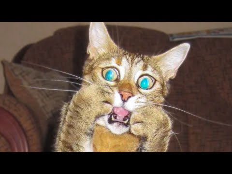 🤣-funniest-😻-cats-and🐶-dogs---awesome-funny-pet-animals-videos-😇