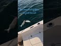 One Man Limit of Bluefish on First line out. #fish #bluefish #fishingdaily #ocean #fishing #outdoor