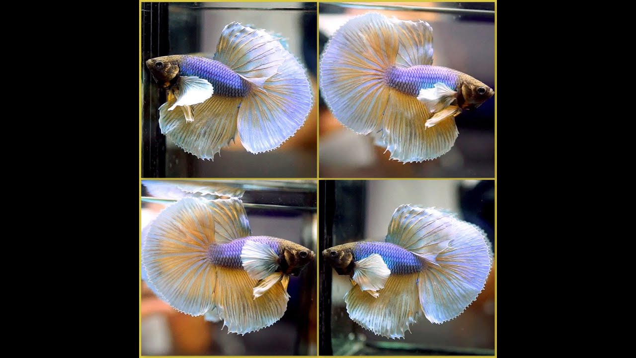 Live Betta Fish PURPLE MUSTARD Dumbo BIG EARS Halfmoon HM Male A254