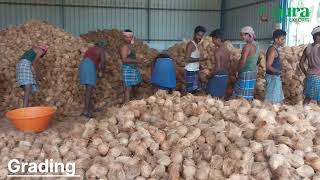 Coconut Export Packing Unit | Aura Agro Exports | 9847167901 | #pollachi #tamilnadu #coconut #export