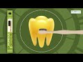 Purexa Bamboo Charcoal Adult & Kids Toothbrush Combo (Adult Pack of 5 | Kids Pack of 10) - 2