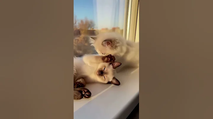 Video 11295241: fluffy siamese kitten, siamese kitten sleeping, cat gently, spotted kitten, sleepy cat