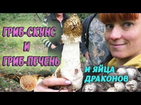 САМЫЙ ЛЕЧЕБНЫЙ ВОНЮЧИЙ гриб! И пробуем гриб Веселка