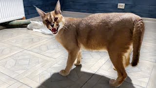 I MET CARACAL / Alice touched Bobcat Rufus