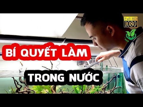 Video Bí quyết làm nước bể thủy sinh trong và sáng như pha... - youtube