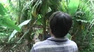 Yap Wild Navigation ジャングル ギャラリー ヤップ島 検索動画20 Yap Wild Navigation ジャングル ギャラリー ヤップ島 検索動画 20
