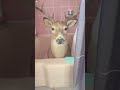 Getting along with animals #HappySaturday#NBCCT #ConnectingYou #ringdoorbell #animals #cute