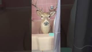 Getting along with animals #HappySaturday#NBCCT #ConnectingYou #ringdoorbell #animals #cute