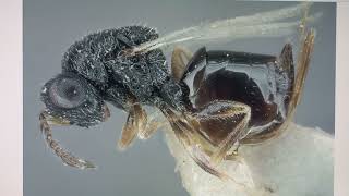 Wasp Nikanoria Verticalis Zerova From Turkmenistan. Paratype. Collection Inst Zoology, Kyiv Ukraine