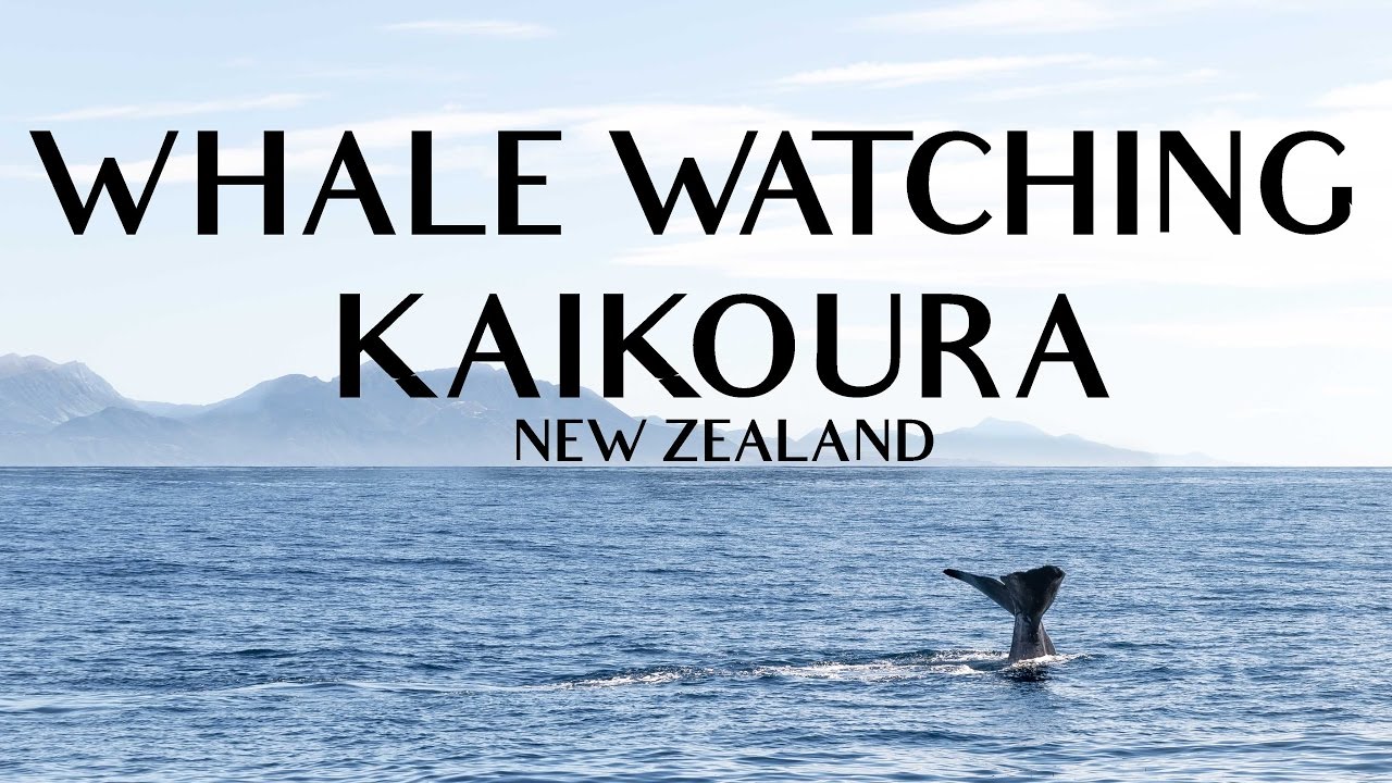 Irresti: Kaikoura New Zealand Whale Watching Season