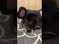 Красивый крыс. #крысы #rats