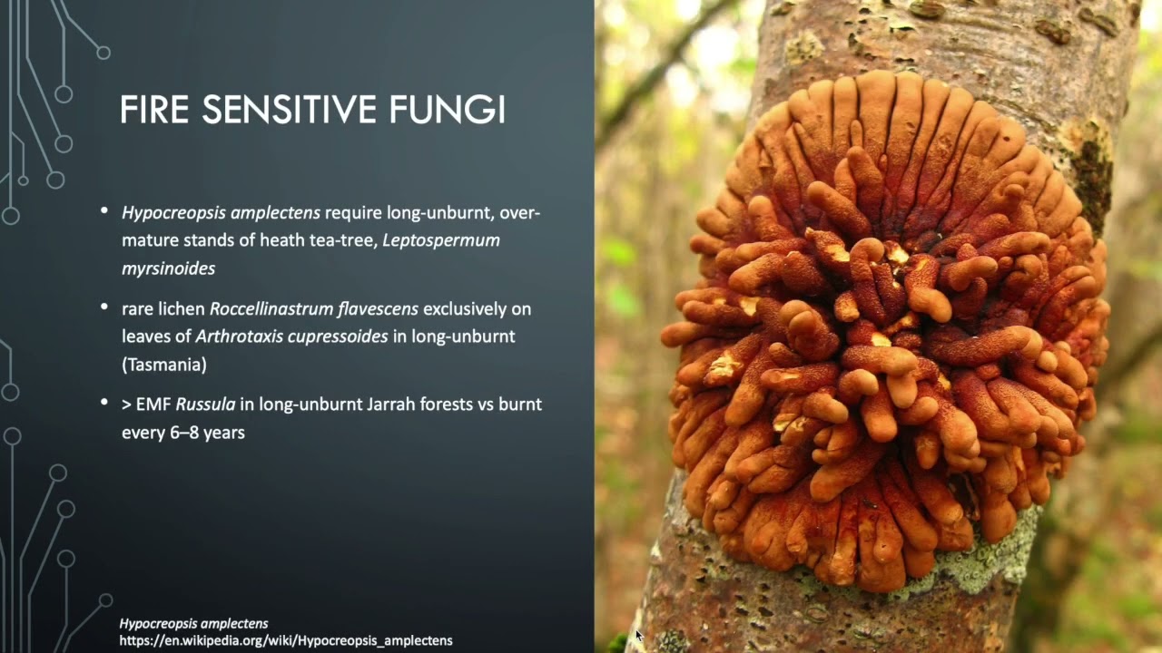 Lesson 5.6 - Australian fungi and fire