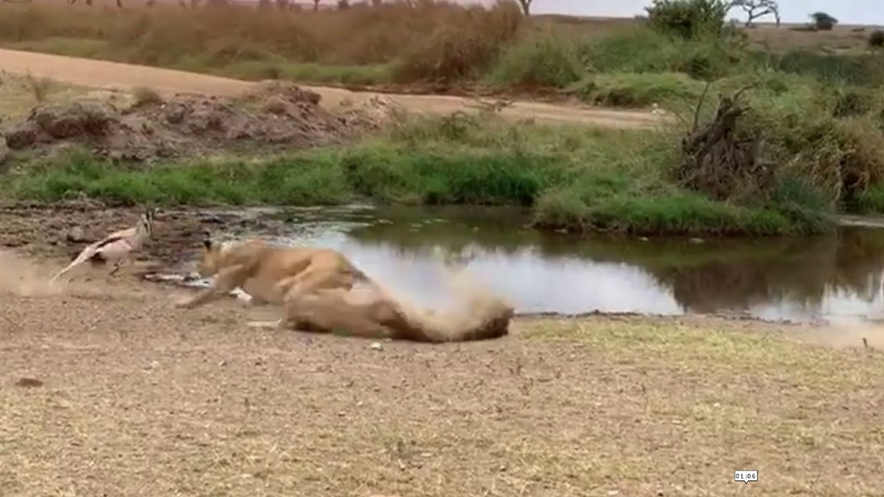 Lion and Tiger Hunting YouTube