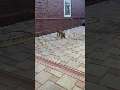 Васька-маленький шкодник #funny #животные #лесной #кабан #рыбалка #hunting #automobile #fishing