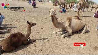 Camel Camel Calf With Her Mother Black Camel Calf