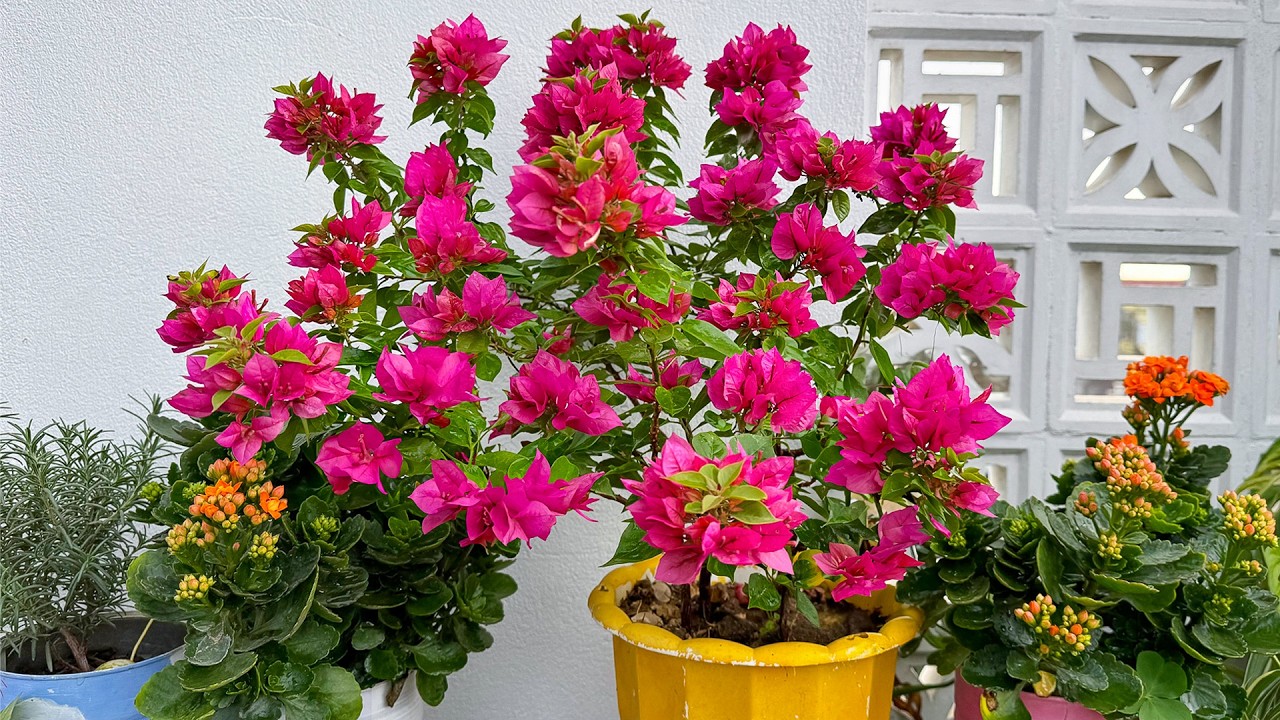 Вот что я сделал, чтобы мои растения зацвели, и как творчески перерабатывать отходы