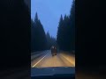 Bear Runs Into Moving Car in the Middle of Nowhere #dashcam #wildanimals #shocking