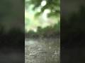 Gentle rain sounds with relaxing piano music. #relaxingpiano #relaxingmusic #rainsounds