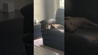 Cavalier King Charles Spaniel sleeping on the sofa!! #cute #sleep #funny #dogs #puppy #shorts #pets