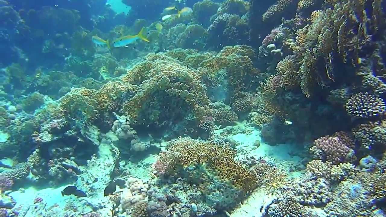 MARSA ALAM - rafa koralowa - bogactwo życia /3 - YouTube