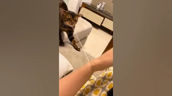 Video 4364031: british shorthair cat kitten, british shorthair cat walking, british shorthair cat meets, british shorthair cute cat, tiny british shorthair kitten, little british shorthair kitten, shorthair funnycat, cats catlover cutecat, cute cat chicken