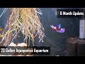 20 Gallon Aquaponics Aquarium - 6 Month Update - Betta - Danios - Roots!